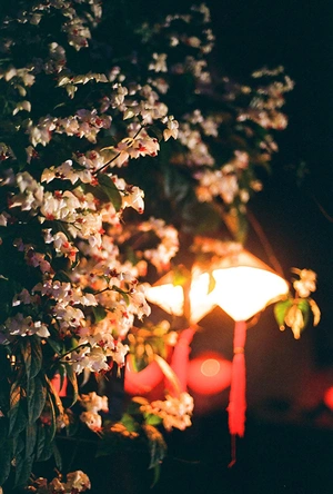 叶樱与魔笛 葉桜と魔笛