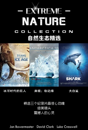 大白鲨 Great White Shark