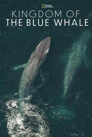 蓝鲸王国 Kingdom of the Blue Whale