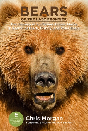 最后边疆的大熊