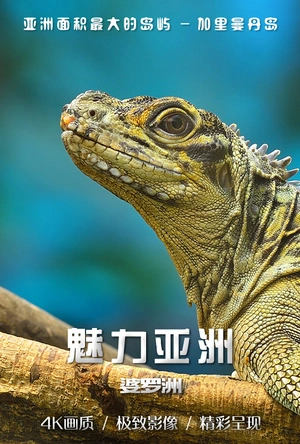 动物奇兵：前进婆罗洲 Bite Me with Dr. Mike: Borneo