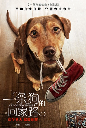 一条狗的回家路 A Dog's Way Home