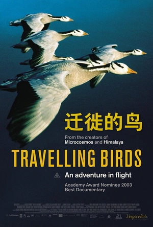 迁徙的鸟