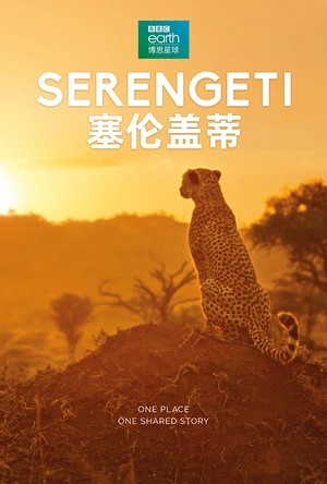 塞伦盖蒂 第一季 Serengeti Season 1