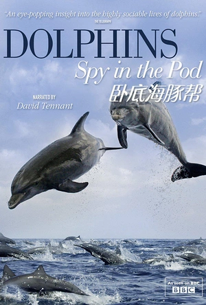 卧底海豚帮 Dolphins - Spy in the Pod