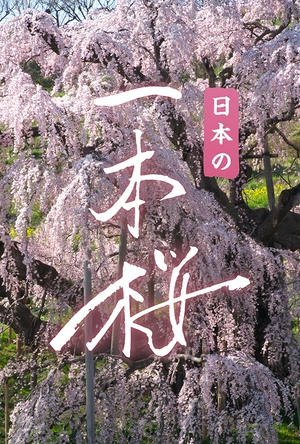 阿根廷，1985 Argentina, 1985